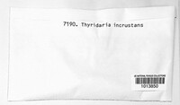 Thyridaria broussonetiae image